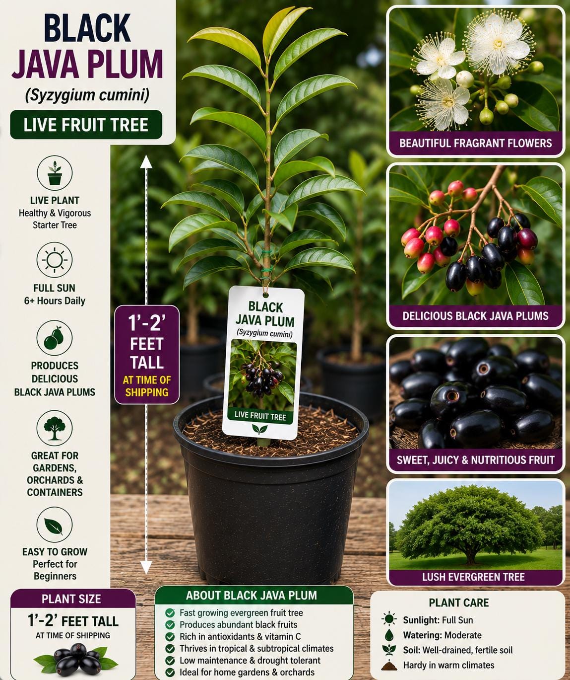 Black Java Plum Live Fruit Tree – Syzygium cumini – Tropical Edible Tree, 1–2 Feet Tall