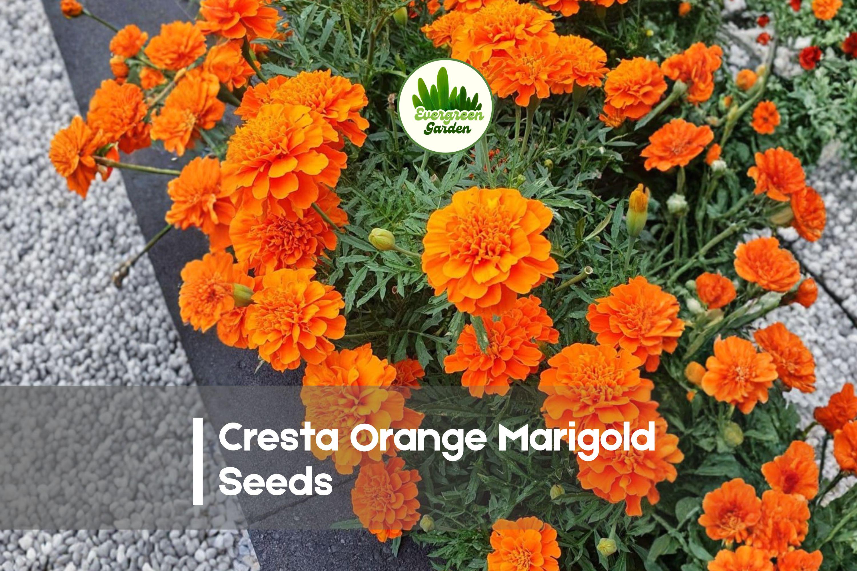 25 Cresta Orange Marigold Seeds – Compact Annual with Bright Orange Flowers, Tagetes erecta for Borders, Containers & Garden Beds