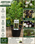 Jaboticaba Live Fruit Tree – 12-24 Inches Tall – Plinia cauliflora – Tropical Edible Landscape Tree