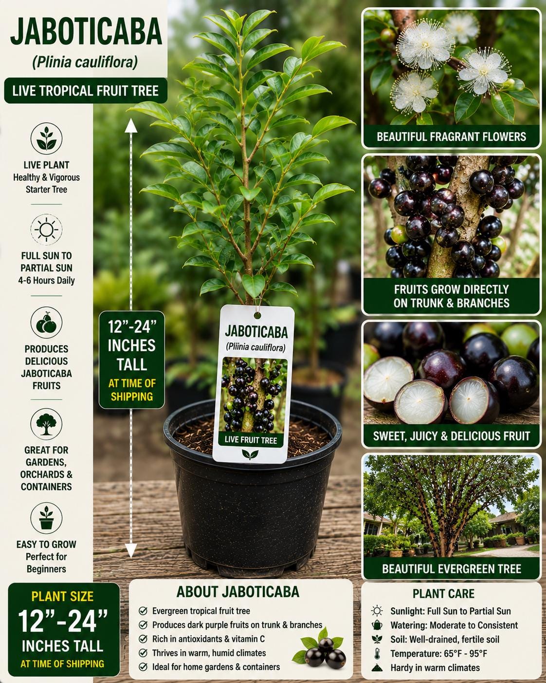 Jaboticaba Live Fruit Tree – 12-24 Inches Tall – Plinia cauliflora – Tropical Edible Landscape Tree