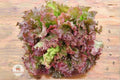 Prizehead Lettuce Seeds – Heirloom Non-GMO Leaf Lettuce Lactuca sativa for Salad Gardens