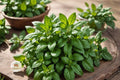 Sweet Genovese Basil Seeds – Heirloom Culinary Herb, Non-GMO, Easy to Grow, for Pesto, Cooking & Herb Gardens (100 Seeds)