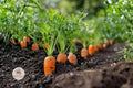 Danvers 126 Carrot Seeds – Heirloom Daucus carota Sweet Root Vegetable, Easy Grow, 50+ Seeds for Garden, Container & Raised Bed