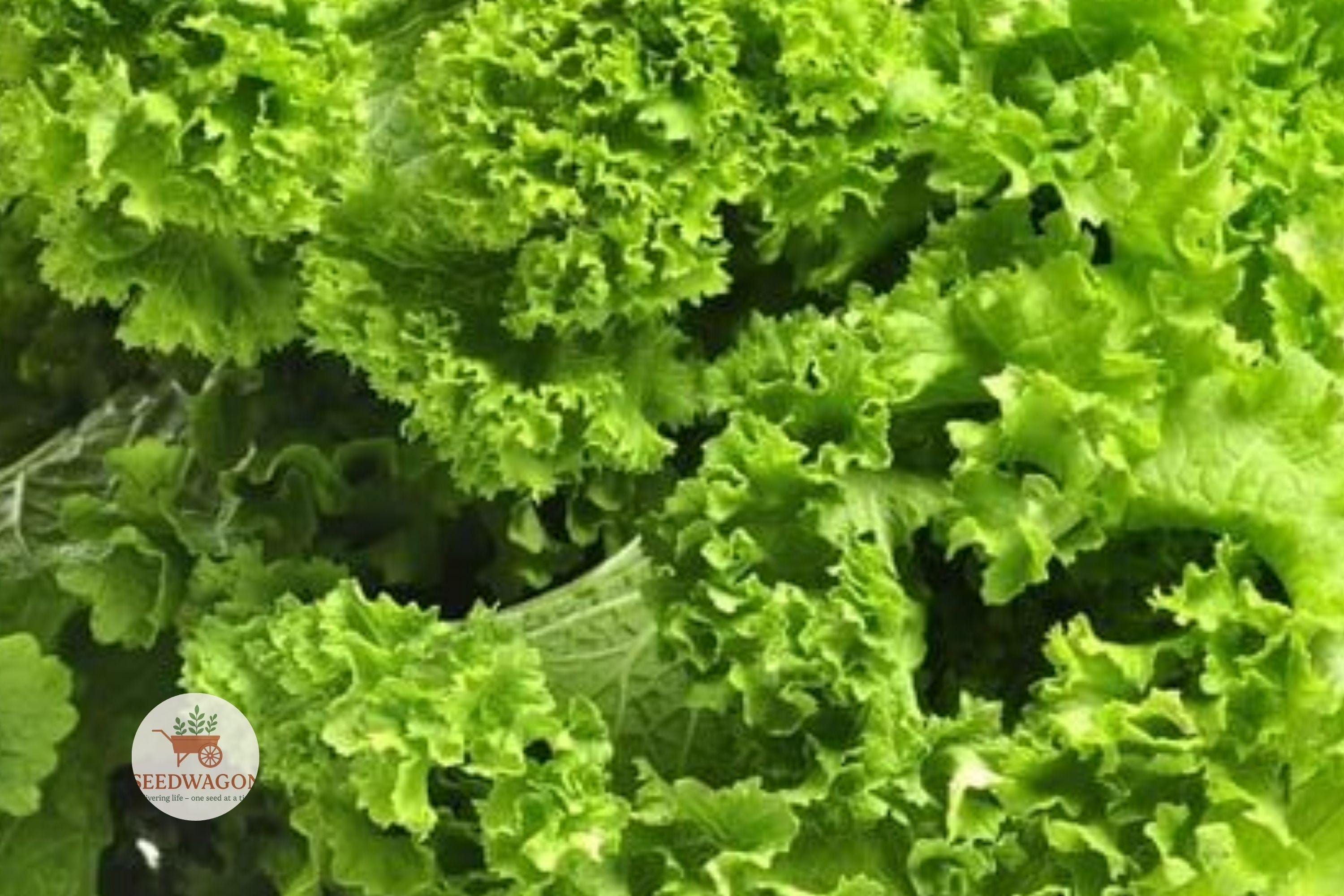 Southern Giant Mustard Greens Seeds – Heirloom Brassica juncea, Non-GMO Leafy Green, Cool-Season Vegetable, 100 Seeds