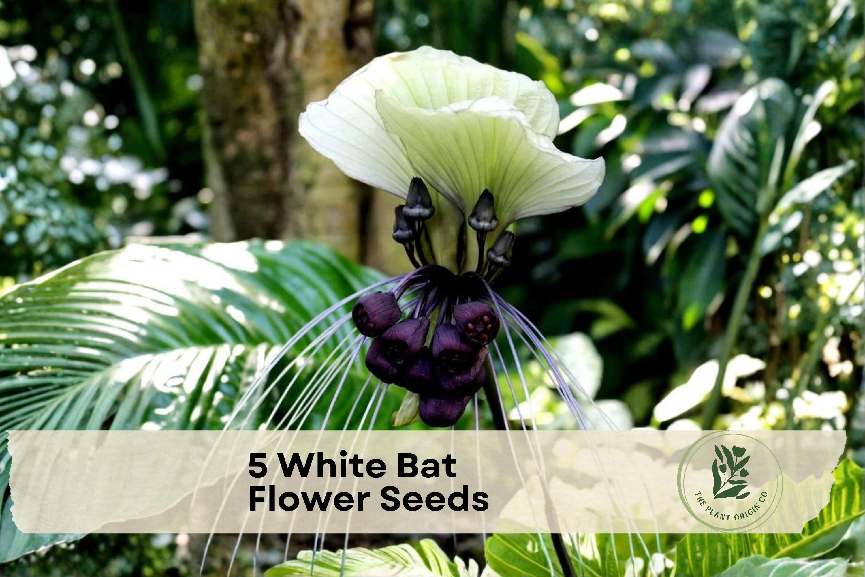 White Bat Flower Seeds – Tacca integrifolia, Exotic Tropical Plant, Rare White Bat-Shaped Blooms, Indoor & Shade Garden Cultivation
