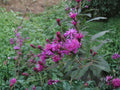 Tall Ironweed Seeds | Vernonia gigantea | Purple Flowering Perennial for Garden Beds & Natural Landscapes
