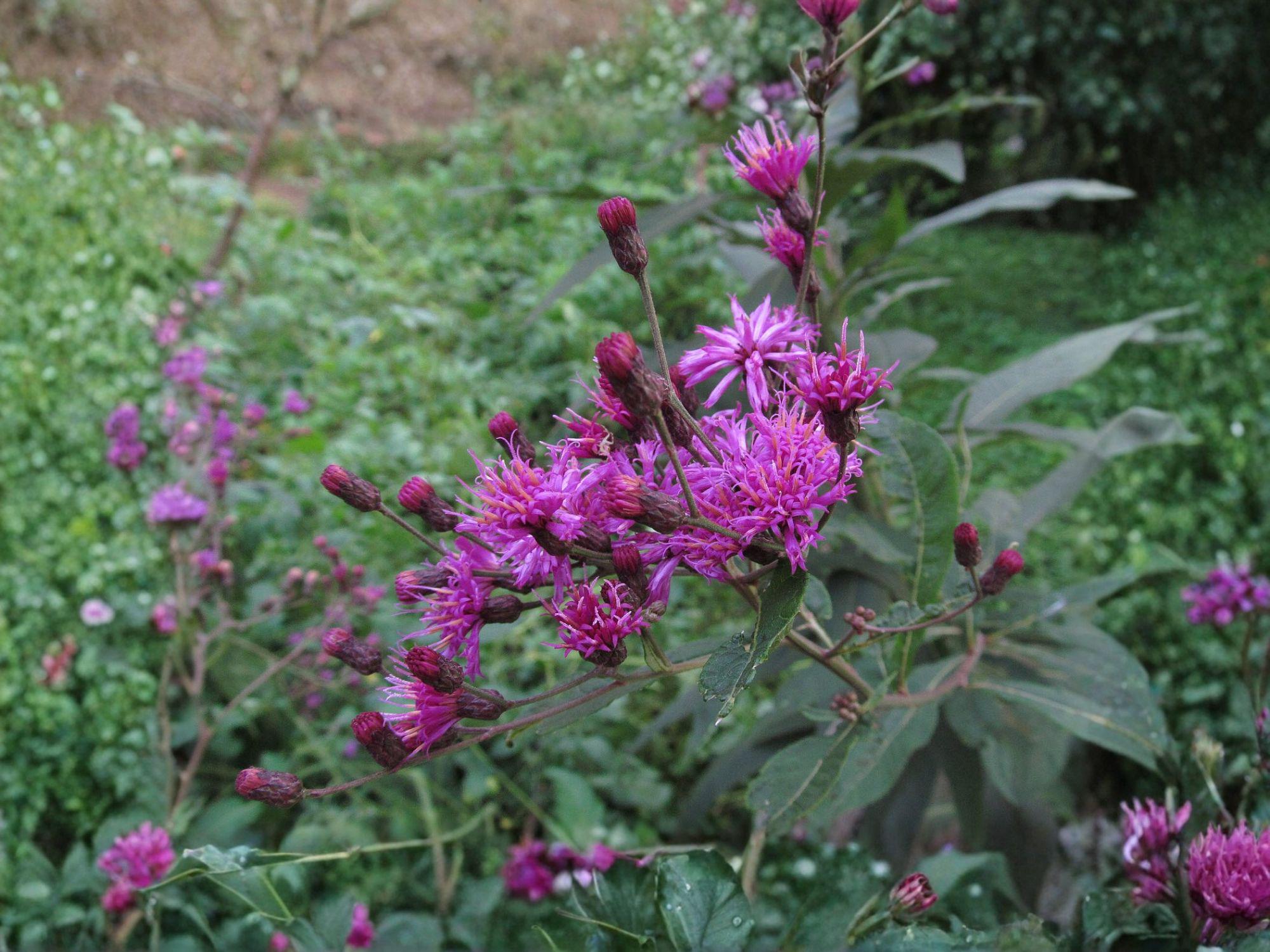 Tall Ironweed Seeds | Vernonia gigantea | Purple Flowering Perennial for Garden Beds & Natural Landscapes