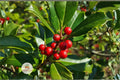 American Holly Seeds - Evergreen Tree, Bright Red Berries, Ornamental, Ilex opaca, Wildlife-Friendly, Winter Decoration, 30 Seeds