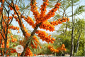 Sea Buckthorn Seeds Hippophae rhamnoides Edible Berry Hardy Shrub 30 Seeds for Erosion Control & Wildlife