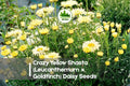Crazy Yellow Shasta Daisy Seeds – Bright Yellow, Semi-Double Ruffled Blooms, Leucanthemum x Goldfinch, Perennial, 200 Seeds