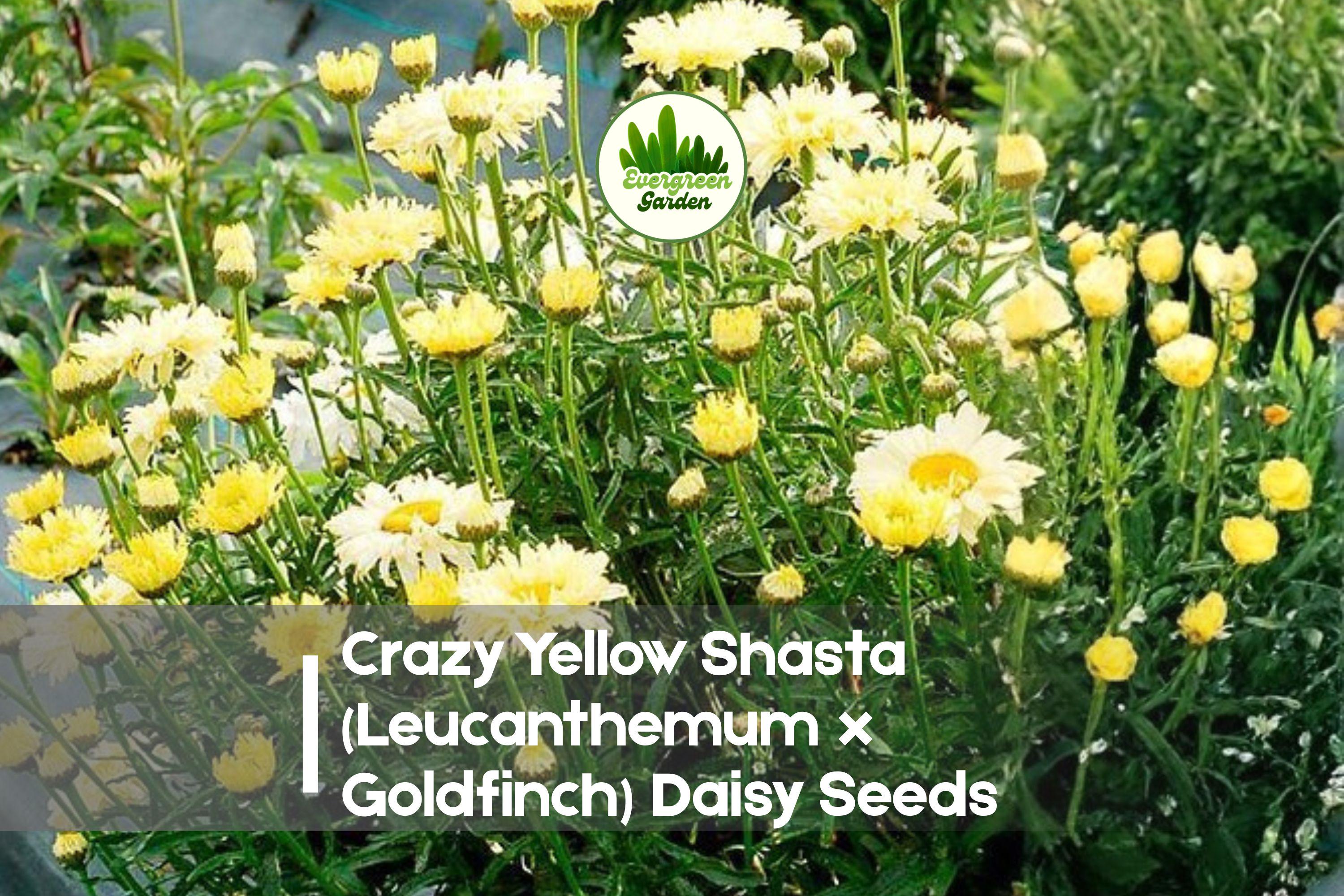 Crazy Yellow Shasta Daisy Seeds – Bright Yellow, Semi-Double Ruffled Blooms, Leucanthemum x Goldfinch, Perennial, 200 Seeds