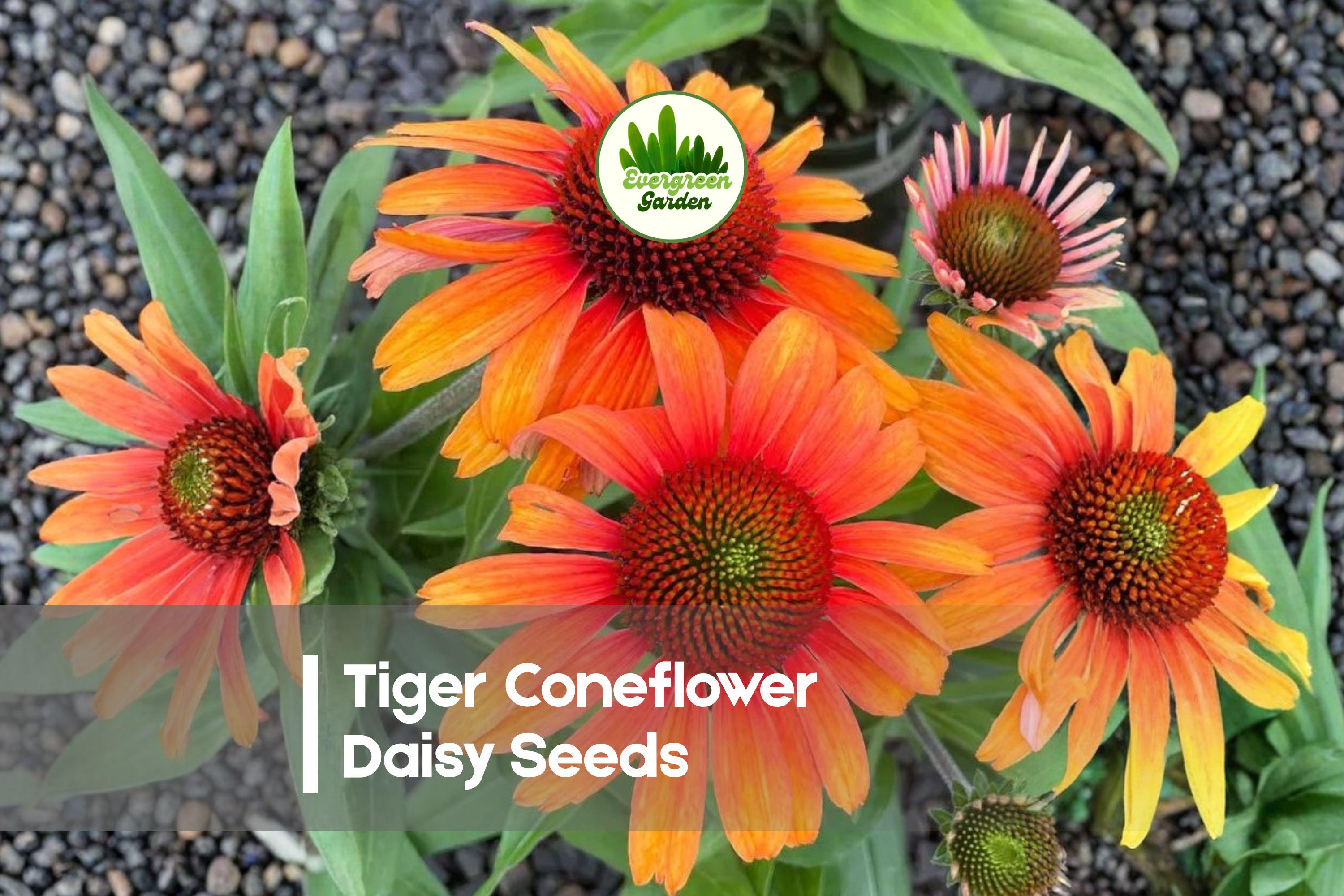 Tiger Coneflower Daisy Seeds – 200 Golden-Orange Rudbeckia perennials for pollinator gardens, cut flowers, and sunny borders