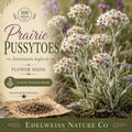 Antennaria neglecta Seeds – Prairie Pussytoes Ground Cover Native Wildflower Non-GMO Heirloom Pollinator Plant
