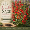 Salvia coccinea Seeds – Scarlet Sage Heirloom Non-GMO Red Flower Pollinator Garden Plant, 50 Seeds