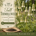 Anemone virginiana Seeds – Tall Thimbleweed Native Wildflower, Heirloom, Non-GMO, Pollinator Garden, White Blooms, Perennial Plant