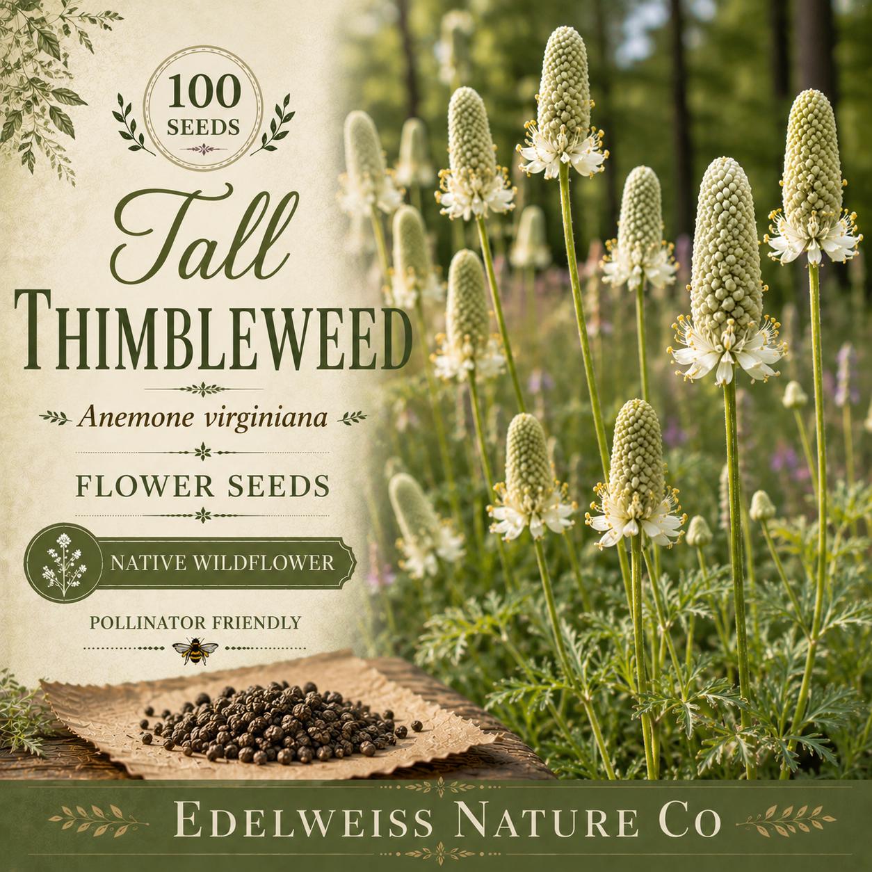 Anemone virginiana Seeds – Tall Thimbleweed Native Wildflower, Heirloom, Non-GMO, Pollinator Garden, White Blooms, Perennial Plant