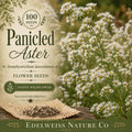 Symphyotrichum lanceolatum 100 Seeds – Panicled Aster Heirloom Non-GMO Native Wildflower for Pollinator Garden and Natural Landscaping