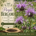 Purple Bergamot Seeds – Heirloom Monarda media for Pollinator Gardens, Non-GMO, Open-Pollinated, Wildflower, Native Perennial