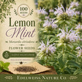Lemon Mint Seeds – Heirloom Purple Bee Balm for Pollinator Gardens – Monarda citriodora, Aromatic Foliage, Vibrant Blooms