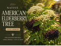 American Elderberry Bare Root Plant 12-24in Sambucus canadensis Native Berry Shrub for Wildlife Garden