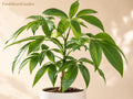 Pecan Tree Bare Root Starter Plant 12-24in Carya illinoinensis Nut Bearing Shade Landscape