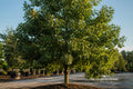 White Oak Live Plant 12–16 Inches – Quercus alba Native Shade Tree for Landscaping & Wildlife Habitat