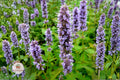 Anise Hyssop Seeds 100 – Agastache foeniculum, Lavender-Blue Flowers, Pollinator-Friendly Herb, Drought Tolerant Perennial Plant