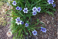 Western Blue Eyed Grass Seeds – Sisyrinchium bellum – California Native Perennial Wildflower with Blue-Violet Flowers