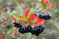 Black Chokeberry Unrooted Cuttings – Aronia melanocarpa, 12 Live 6–8 Inch Shrubs for Landscaping & Wildlife Gardens