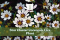 Star Cluster Coreopsis Live Plant | Starter Plug for Pollinator Gardens, Borders & Containers | Coreopsis lanceolata