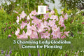 Charming Lady Gladiolus Corms 3 Pack, Pink Sword Lily Bulbs for Garden Borders, Cut Flowers, Summer Blooming, Gladiolus tubergenii