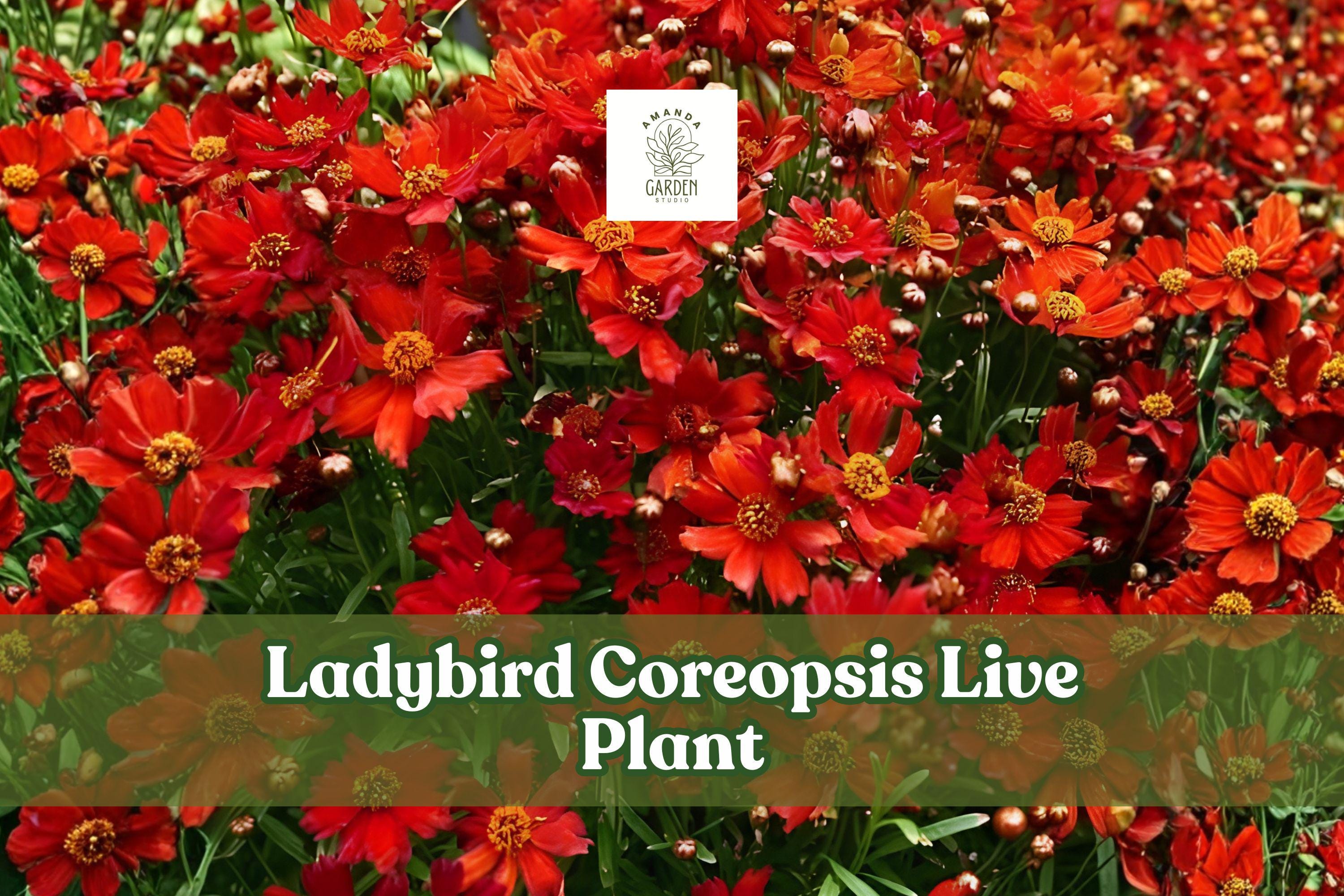 Ladybird Coreopsis Live Plant | Starter Plug for Pollinator Gardens, Borders & Containers | Coreopsis lanceolata