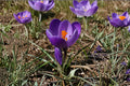 Flower Record Crocus Bulb – Crocus vernus, Purple Spring Flowering Bulb for Garden Beds & Borders