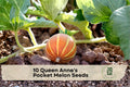 10 Queen Anne's Pocket Melon Seeds – Heirloom Cucumis melo Fruit Vine for Small Garden, Trellis & Container Growing