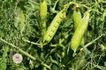 Little Marvel Pea Seeds – Heirloom Non-GMO Vegetable, Compact Bush, Sweet Pisum sativum, 20+ Seeds