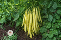 Golden Wax Bush Bean Seeds – Non-GMO Heirloom Vegetable, Easy Grow Compact Bush Plant, Phaseolus vulgaris