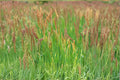 Creeping Red Fescue Seeds 1000 Pack – Festuca rubra Ground Cover Lawn Grass for Erosion Control & Landscaping