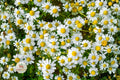 German Chamomile Seeds – Heirloom Non-GMO Herb Flower Seeds, White Daisy-Like Blooms, Attracts Pollinators, 100+ Seeds