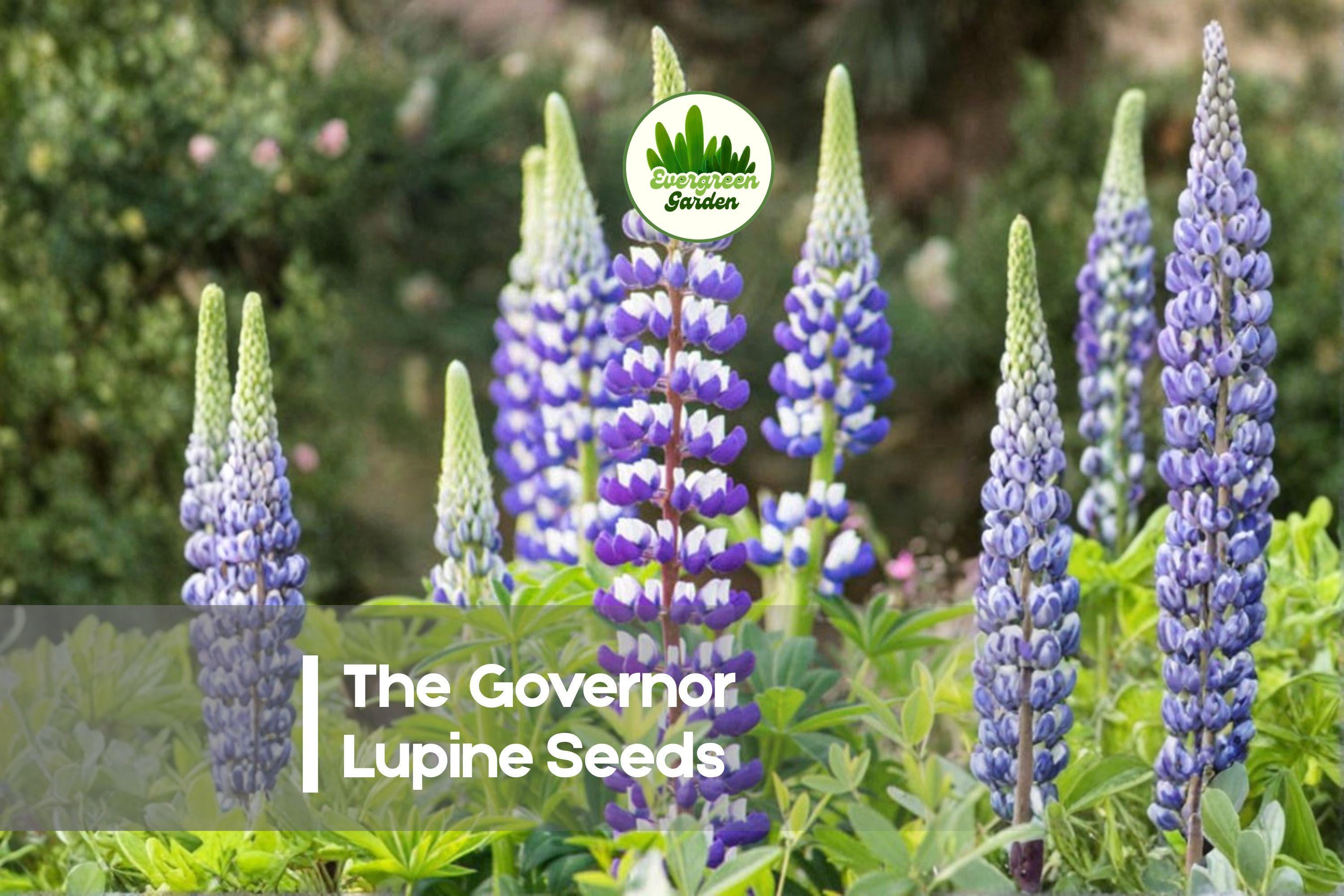 25 The Governor Lupine Seeds – Blue and White Bicolor Perennial Lupinus polyphyllus for Borders, Cottage Gardens, Pollinator Gardens