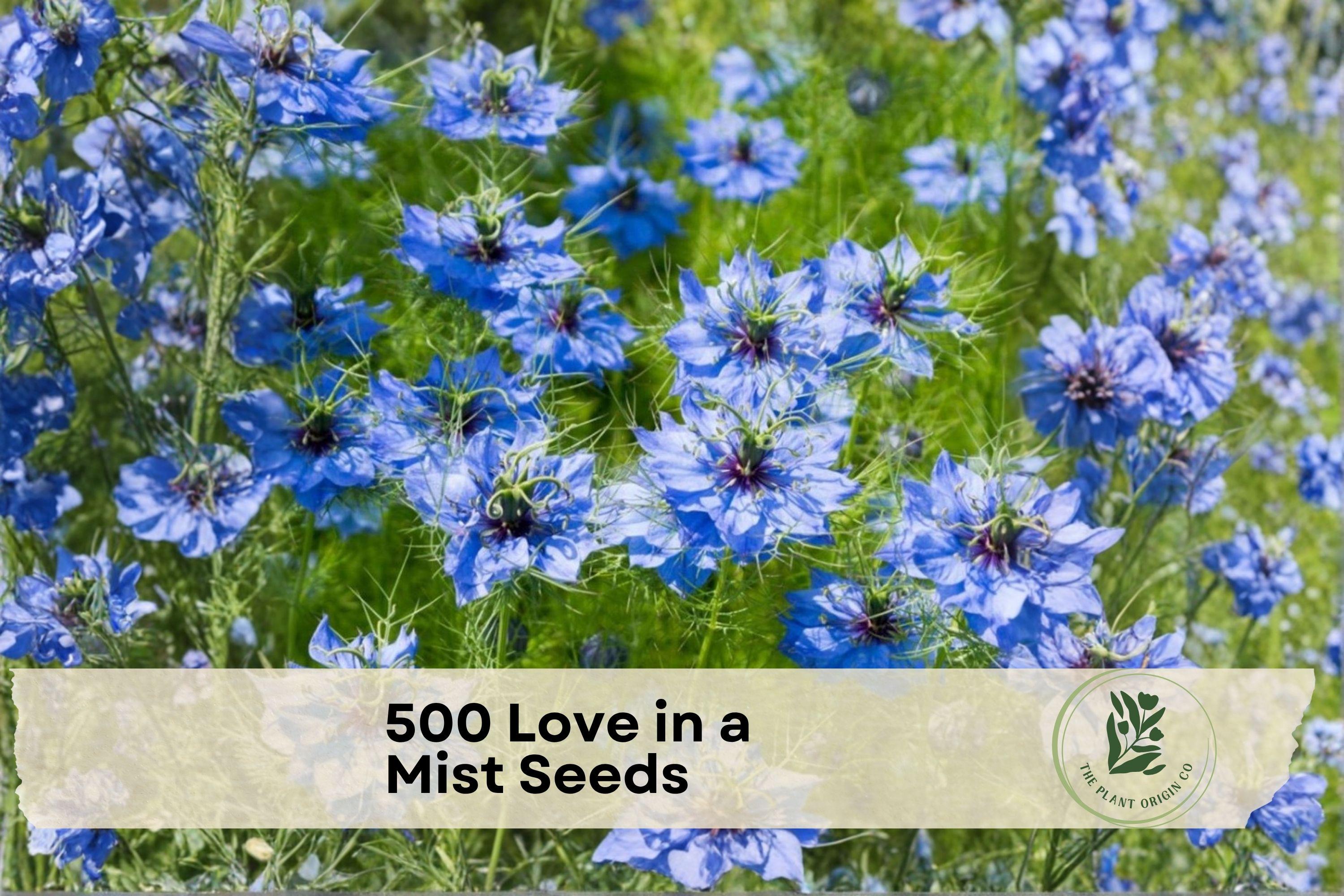 Love in a Mist Seeds, Nigella damascena, Blue and White, Ornamental Annual Flower for Cottage Gardens and Borders