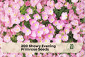 Showy Evening Primrose Seeds – Pale Pink, Night-Blooming Perennial Flower, Oenothera speciosa, Wildflower & Moon Garden Plant
