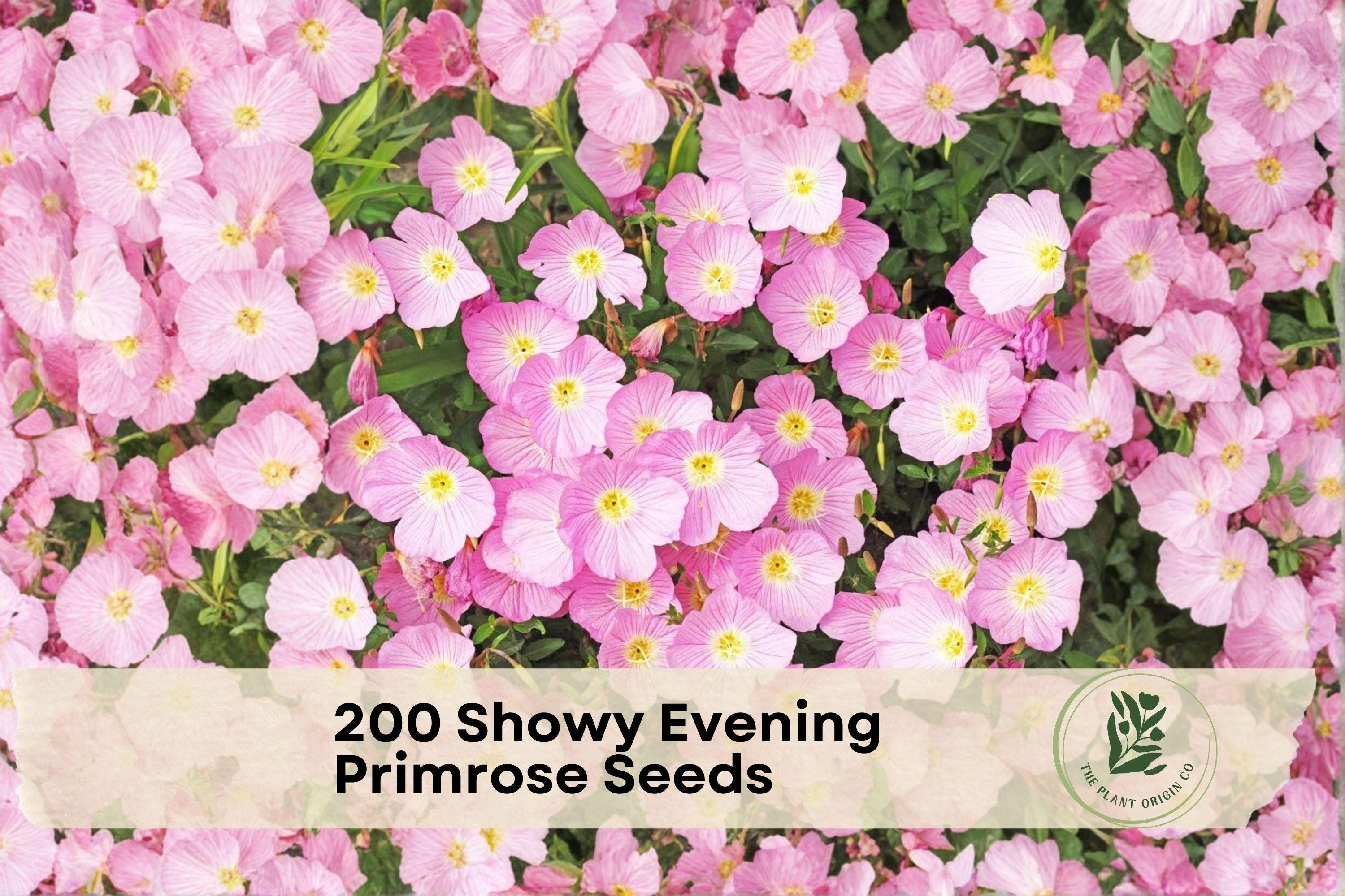 Showy Evening Primrose Seeds – Pale Pink, Night-Blooming Perennial Flower, Oenothera speciosa, Wildflower & Moon Garden Plant
