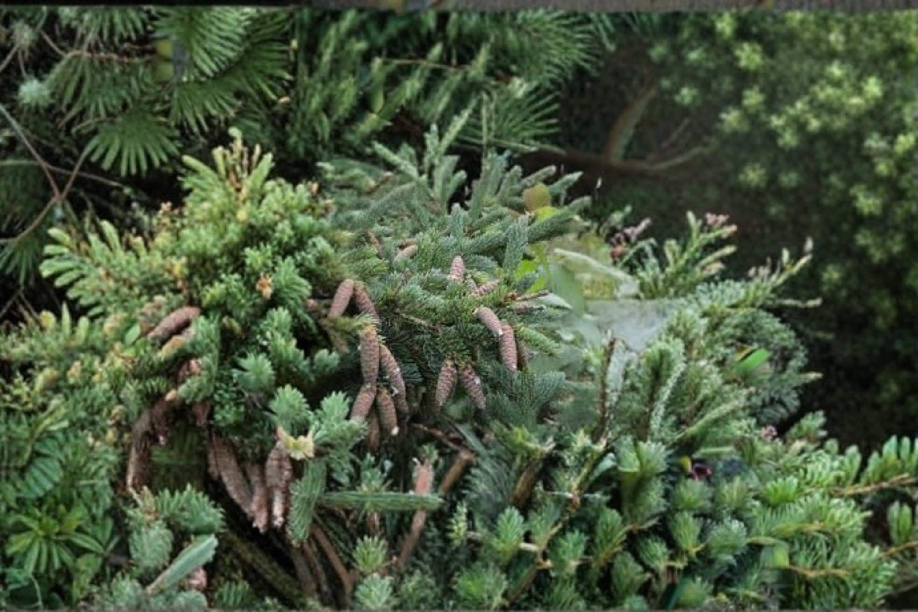 White Spruce Seeds – Picea glauca Evergreen Conifer for Landscaping, Windbreaks, and Outdoor Planting