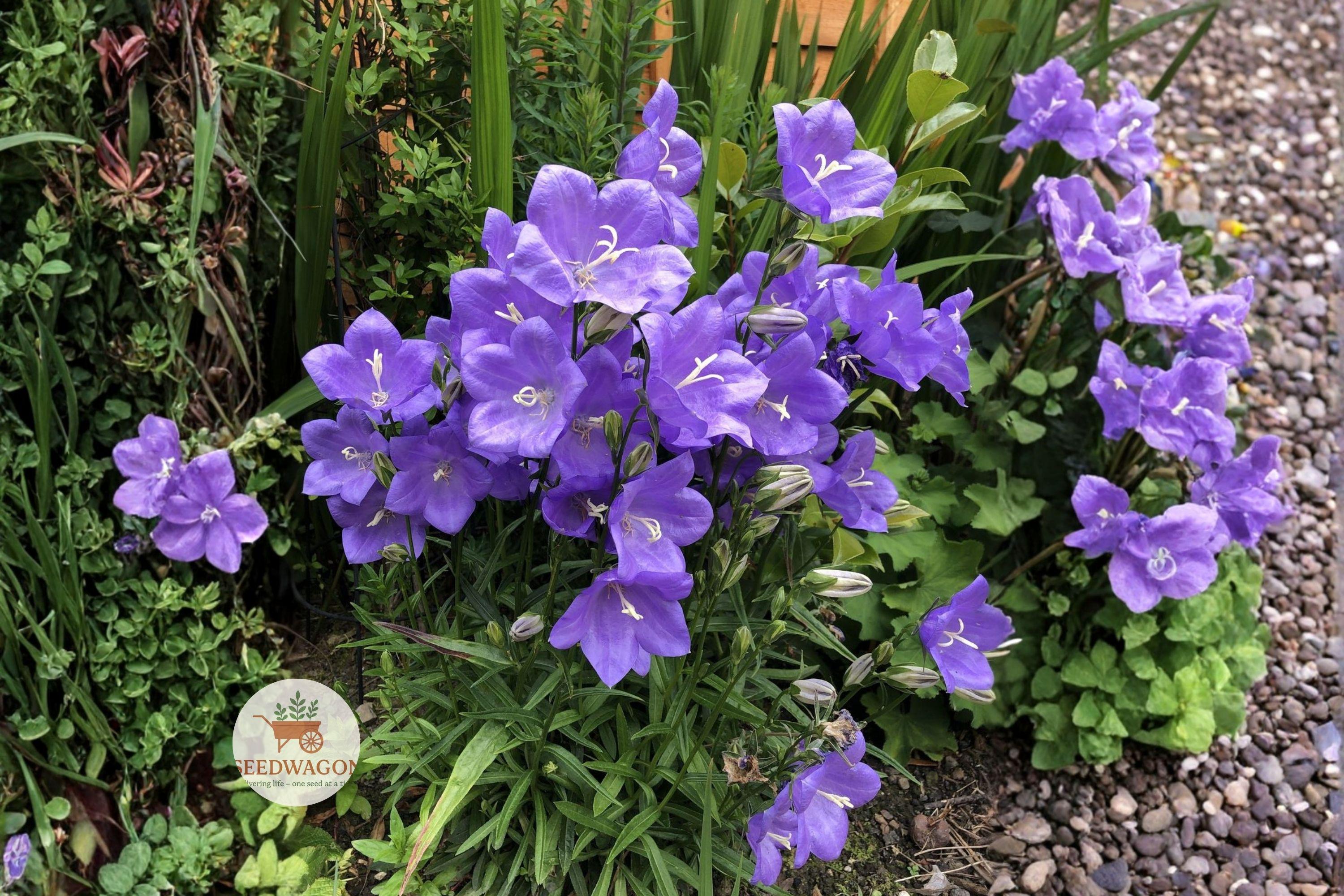 Harebells Seeds - Native Wildflower Campanula rotundifolia - Blue Bellflower for Pollinator Gardens & Natural Landscapes