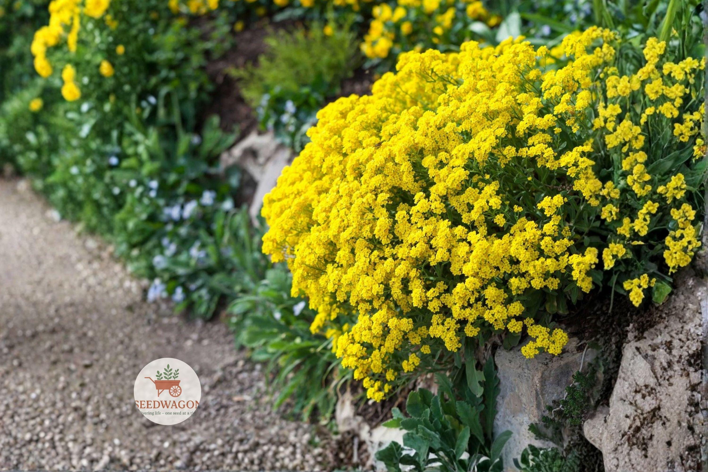 Basket of Gold Seeds - Alyssum saxatile, Yellow Rock Garden Perennial, Drought Tolerant, Pollinator-Friendly, 100 Seeds