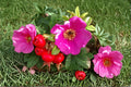 Rugosa Rose Seeds, Red Flowering Shrub, Rosa rugosa, Outdoor Garden Plant, Perennial Landscape Shrub