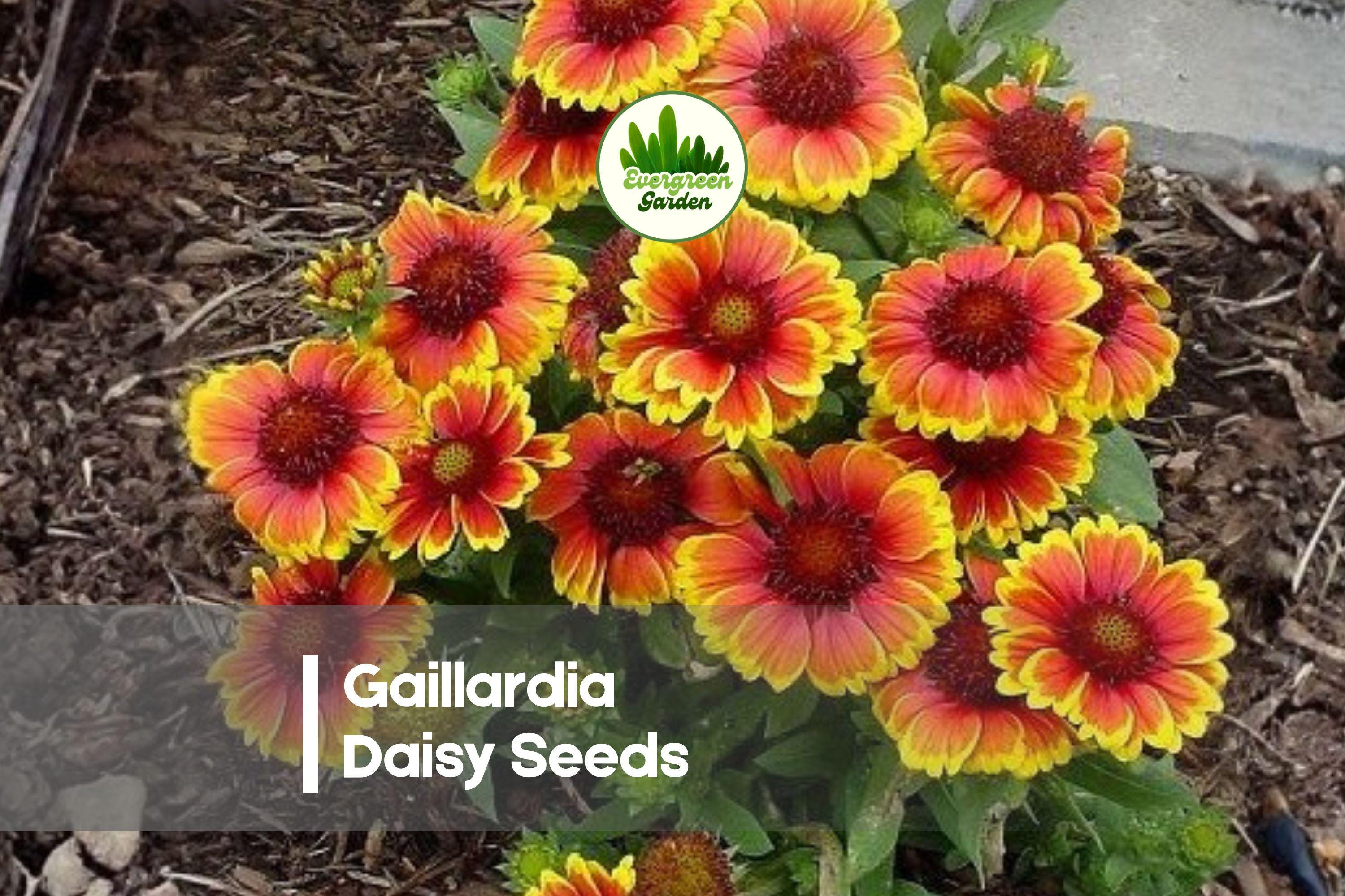 200 Gaillardia Daisy Seeds - Blanket Flower Seeds for Borders, Pollinator Gardens, Bright Red, Orange & Yellow Blooms, Drought-Resistant