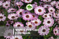 200 White & Pink Cape Daisy Seeds – Osteospermum spp. Bi-Color Pink and White Flowers for Gardens, Borders, Containers