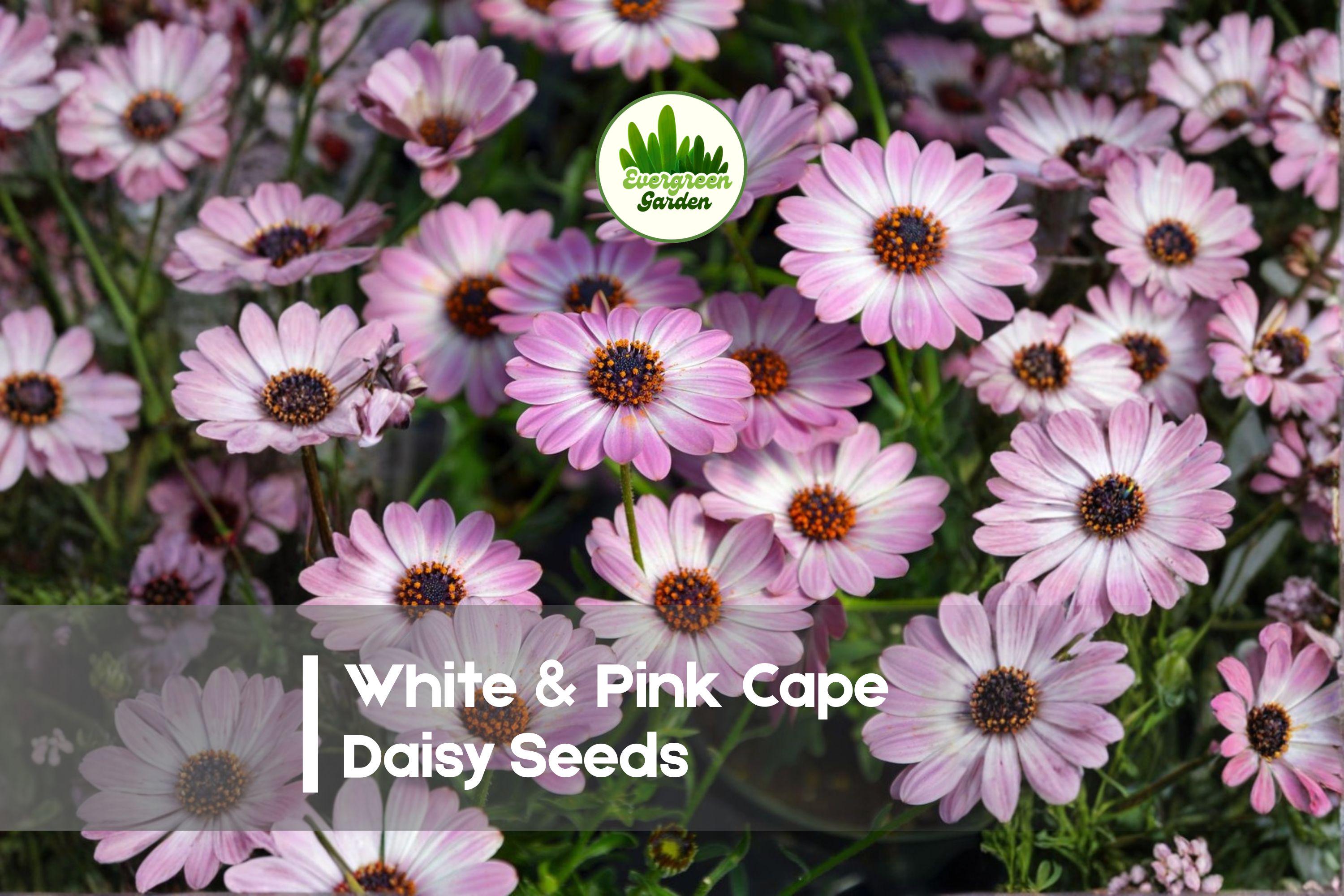 200 White & Pink Cape Daisy Seeds – Osteospermum spp. Bi-Color Pink and White Flowers for Gardens, Borders, Containers