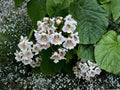 Northern Catalpa Tree Bare Root Plant 12-24in Catalpa speciosa Shade & Ornamental Landscape